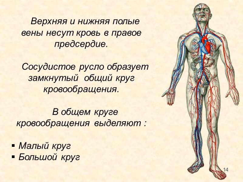 14 Верхняя и нижняя полые вены несут кровь в правое предсердие.  Сосудистое русло